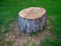 Lasalle, IL Tree Services Company